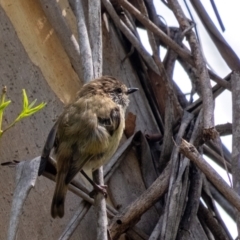 Acanthiza lineata (Striated Thornbill) at Acton, ACT - 10 Jan 2024 by Aussiegall