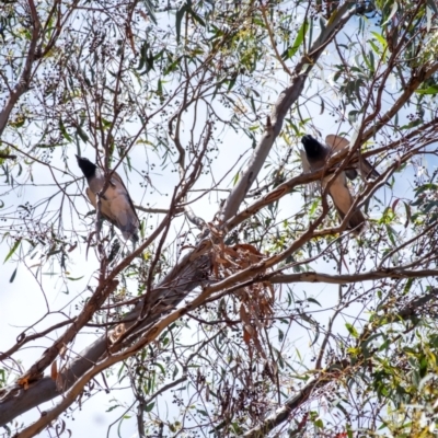 Coracina novaehollandiae (Black-faced Cuckooshrike) at Acton, ACT - 10 Jan 2024 by Aussiegall