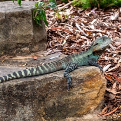 Intellagama lesueurii howittii (Gippsland Water Dragon) at Acton, ACT - 10 Jan 2024 by Aussiegall