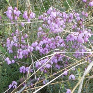 Tetratheca bauerifolia at The Tops at Nurenmerenmong - suppressed