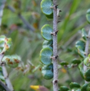 Bossiaea sericea at The Tops at Nurenmerenmong - 6 Dec 2022