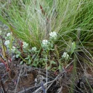 Poranthera microphylla at The Tops at Nurenmerenmong - 6 Dec 2022