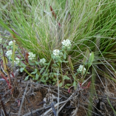 Poranthera microphylla (Small Poranthera) at The Tops at Nurenmerenmong - 6 Dec 2022 by peterchandler