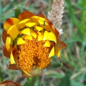 Xerochrysum subundulatum at Yaouk, NSW - 15 Jan 2024