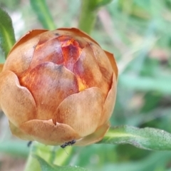 Xerochrysum subundulatum at Yaouk, NSW - 15 Jan 2024