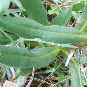 Xerochrysum subundulatum at Yaouk, NSW - 15 Jan 2024