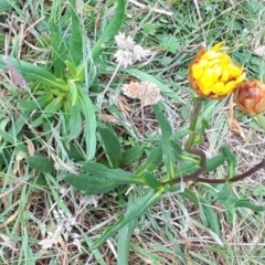 Xerochrysum subundulatum at Yaouk, NSW - 15 Jan 2024