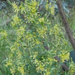 Pimelea curviflora var. acuta at The Tops at Nurenmerenmong - 6 Dec 2022 by peterchandler