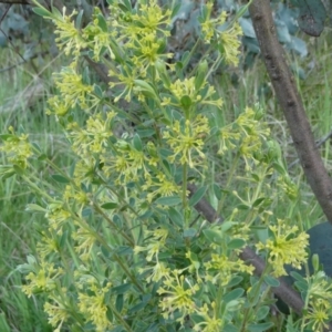 Pimelea curviflora var. acuta at The Tops at Nurenmerenmong - 6 Dec 2022