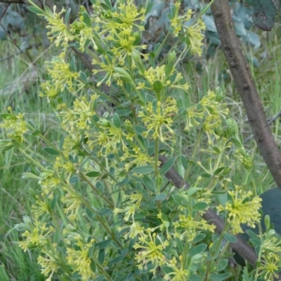 Pimelea curviflora var. acuta at The Tops at Nurenmerenmong - 6 Dec 2022 by peterchandler