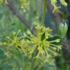 Pimelea curviflora var. acuta at The Tops at Nurenmerenmong - suppressed