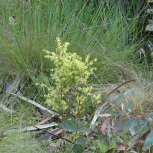 Pimelea curviflora var. acuta at The Tops at Nurenmerenmong - 6 Dec 2022