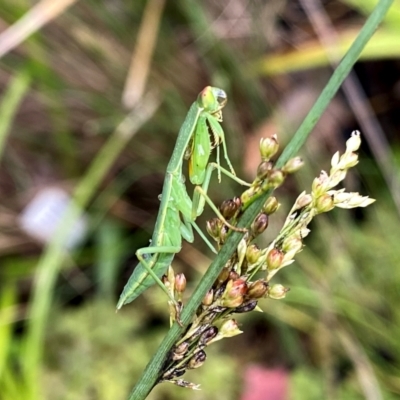 Orthodera ministralis (Green Mantid) at QPRC LGA - 16 Jan 2024 by Wandiyali