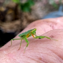 Orthodera ministralis at QPRC LGA - 16 Jan 2024