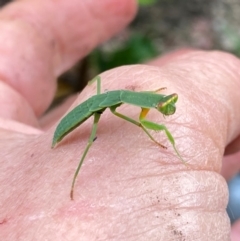 Orthodera ministralis at QPRC LGA - 16 Jan 2024