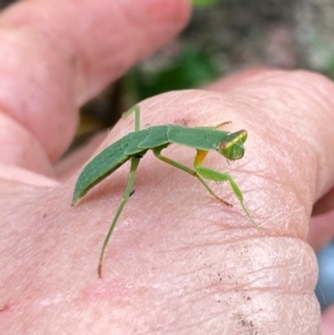 Orthodera ministralis at QPRC LGA - 16 Jan 2024