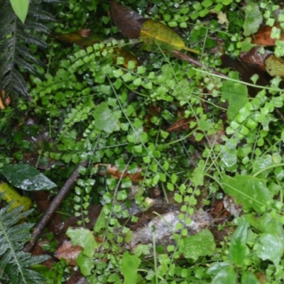 Asplenium flabellifolium (Necklace Fern) at Saddleback Mountain, NSW - 15 Jan 2024 by plants
