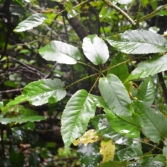 Rubus nebulosus (A Native Raspberry) at Saddleback Mountain, NSW - 15 Jan 2024 by plants