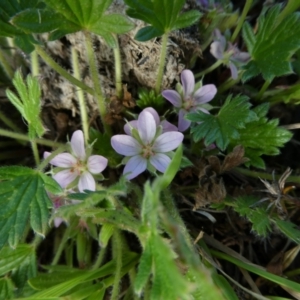 Geranium antrorsum at The Tops at Nurenmerenmong - 6 Dec 2022