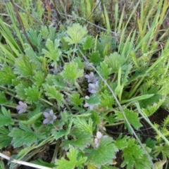 Geranium antrorsum at The Tops at Nurenmerenmong - 6 Dec 2022