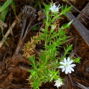 Stellaria pungens at Nurenmerenmong, NSW - 6 Dec 2022