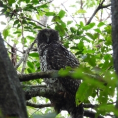 Ninox strenua (Powerful Owl) at Coomee Nulunga Cultural Walking Track - 15 Jan 2024 by jhotchin