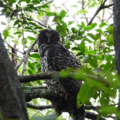 Ninox strenua (Powerful Owl) at Coomee Nulunga Cultural Walking Track - 15 Jan 2024 by jhotchin