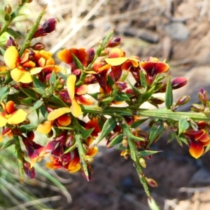 Daviesia ulicifolia subsp. ruscifolia at The Tops at Nurenmerenmong - suppressed