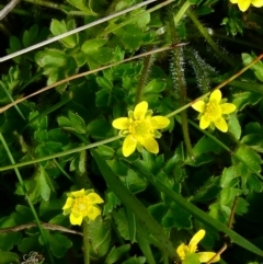 Ranunculus pimpinellifolius (Bog Buttercup) at The Tops at Nurenmerenmong - 6 Dec 2022 by peterchandler