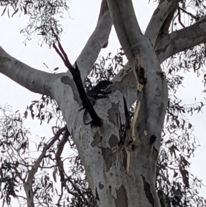 Varanus varius at Burrinjuck, NSW - suppressed