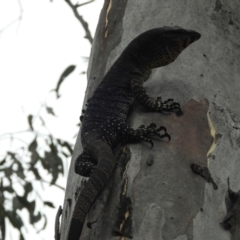 Varanus varius at Burrinjuck, NSW - suppressed