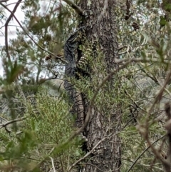 Varanus varius (Lace Monitor) at Burrinjuck, NSW - 14 Jan 2024 by Bidge