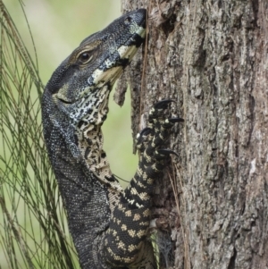 Varanus varius at Burrinjuck, NSW - suppressed