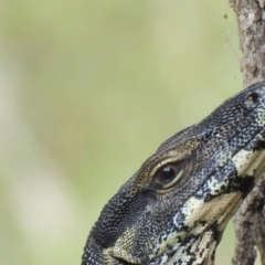 Varanus varius at Burrinjuck, NSW - 14 Jan 2024