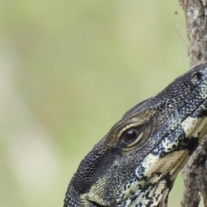 Varanus varius at Burrinjuck, NSW - suppressed