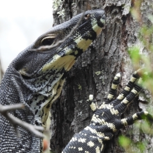 Varanus varius at Burrinjuck, NSW - suppressed