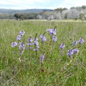 Euphrasia collina at The Tops at Nurenmerenmong - suppressed