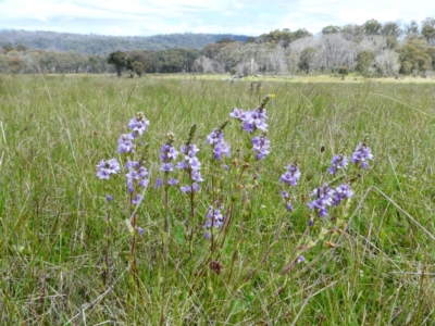 Euphrasia collina (Purple Eye-bright) at The Tops at Nurenmerenmong - 7 Dec 2022 by peterchandler