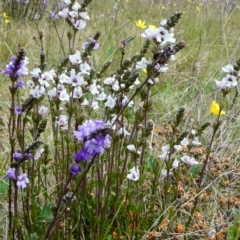 Euphrasia collina at The Tops at Nurenmerenmong - suppressed