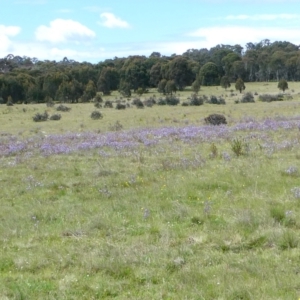 Euphrasia collina at The Tops at Nurenmerenmong - suppressed