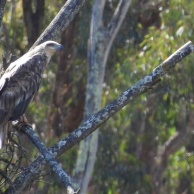 Haliaeetus leucogaster (White-bellied Sea-Eagle) at Adjungbilly, NSW - 5 Jan 2024 by Bidge