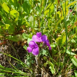 Swainsona sericea at Berridale, NSW - 15 Dec 2023