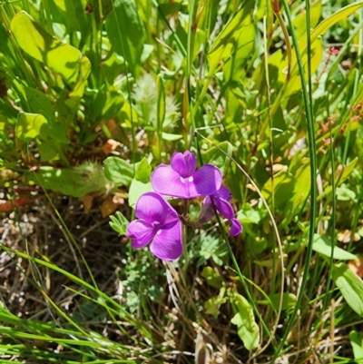 Swainsona sericea (Silky Swainson-Pea) at Berridale, NSW - 15 Dec 2023 by JediNME