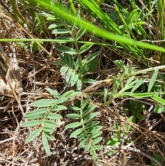 Swainsona sericea at Berridale, NSW - 15 Dec 2023