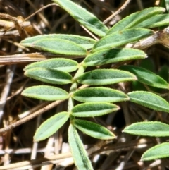 Swainsona sericea at Berridale, NSW - suppressed