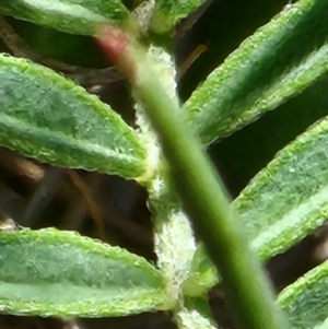 Swainsona sericea at Berridale, NSW - suppressed