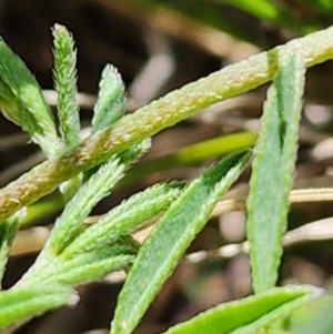 Swainsona sericea at Berridale, NSW - suppressed