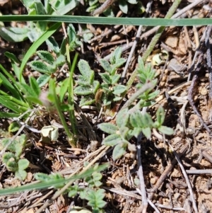 Swainsona sericea at Berridale, NSW - 15 Dec 2023