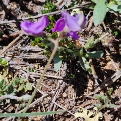 Swainsona sericea at Berridale, NSW - suppressed