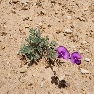 Swainsona sericea at Bredbo, NSW - suppressed